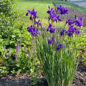 Meet your Posher, Phoebe